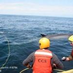 The Marine Animal Entanglement Response team uses grappling hooks to rescue a 60-foot fin whale Wednesday.
